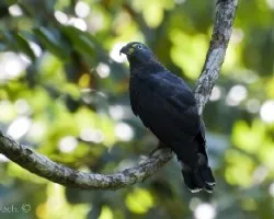 Chondrohierax uncinatus
