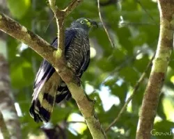 Chondrohierax uncinatus