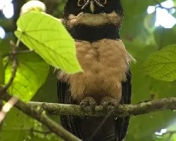 Pulsatrix perspicillata