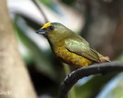 Euphonia gouldi