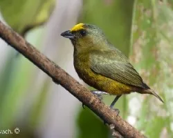 Euphonia gouldi