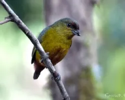 Euphonia gouldi