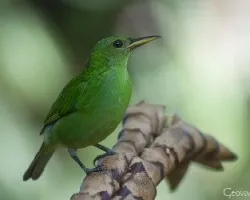 Chlorophanes spiza