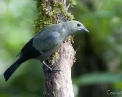 Thraupis palmarum