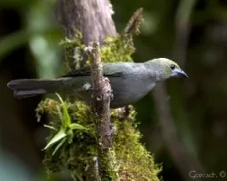Thraupis palmarum