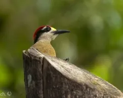 Melanerpes pucherani