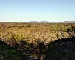Bosque seco