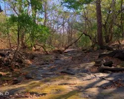Bosque seco