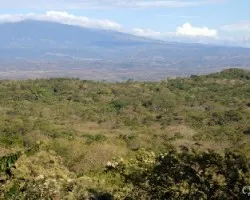 Bosque seco