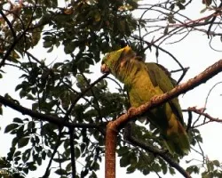 Amazona auropalliata