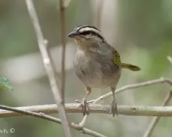 Arremonops rufivirgatus