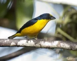 Euphonia hirundinacea