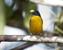 Euphonia hirundinacea