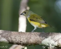 Euphonia hirundinacea