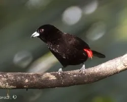 Ramphocelus passerinii