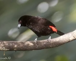 Ramphocelus passerinii