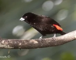 Ramphocelus passerinii