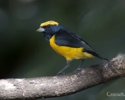 Euphonia luteicapilla