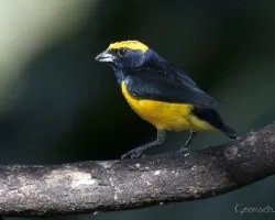 Euphonia luteicapilla