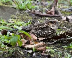 Nyctidromus albicollis