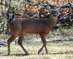 Odocoileus virginianus