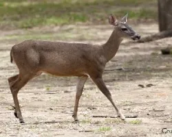 Odocoileus virginianus