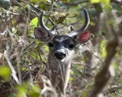 Odocoileus virginianus