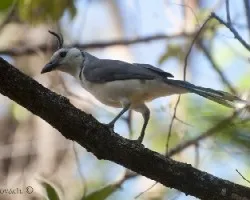 Calocitta formosa