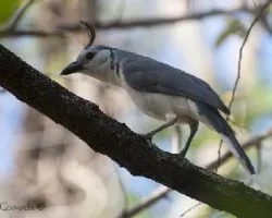 Calocitta formosa