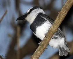 Notharchus hyperrhynchus