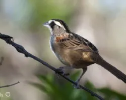 Peucaea ruficauda