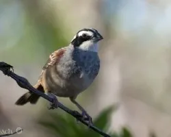 Peucaea ruficauda