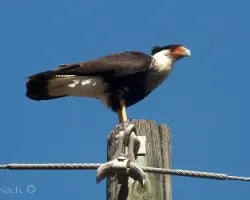 Caracara cheriway