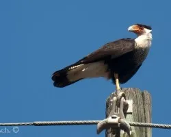 Caracara cheriway
