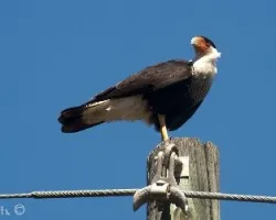 Caracara cheriway