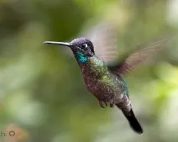 Eugenes fulgens
