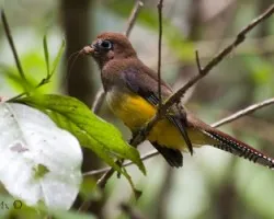 Trogon rufus