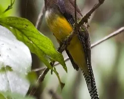 Trogon rufus