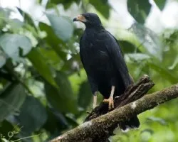 Buteogallus anthracinus