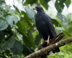 Buteogallus anthracinus