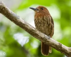 Malacoptila panamensis