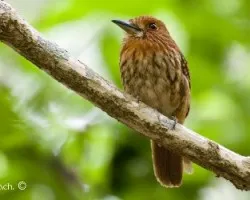 Malacoptila panamensis