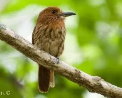 Malacoptila panamensis