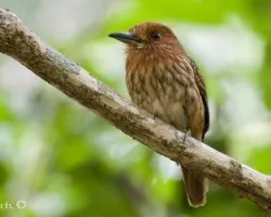 Malacoptila Panamensis