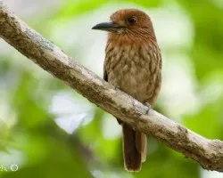 Malacoptila Panamensis