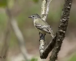 Camptostoma obsoletum