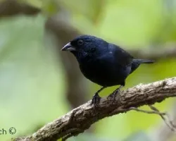 Volatinia jacarina