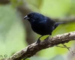 Volatinia jacarina