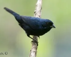 Volatinia jacarina
