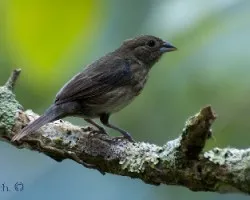 Volatinia jacarina